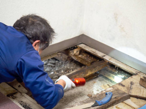 Why You Should Choose Our Mold Remediation Services in Brinkley, AR